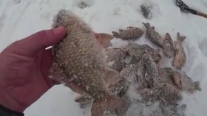 После долгого поиска, РЫБА НАШЛАСЬ!!! КАРАСЬ на ХАПУГИ.