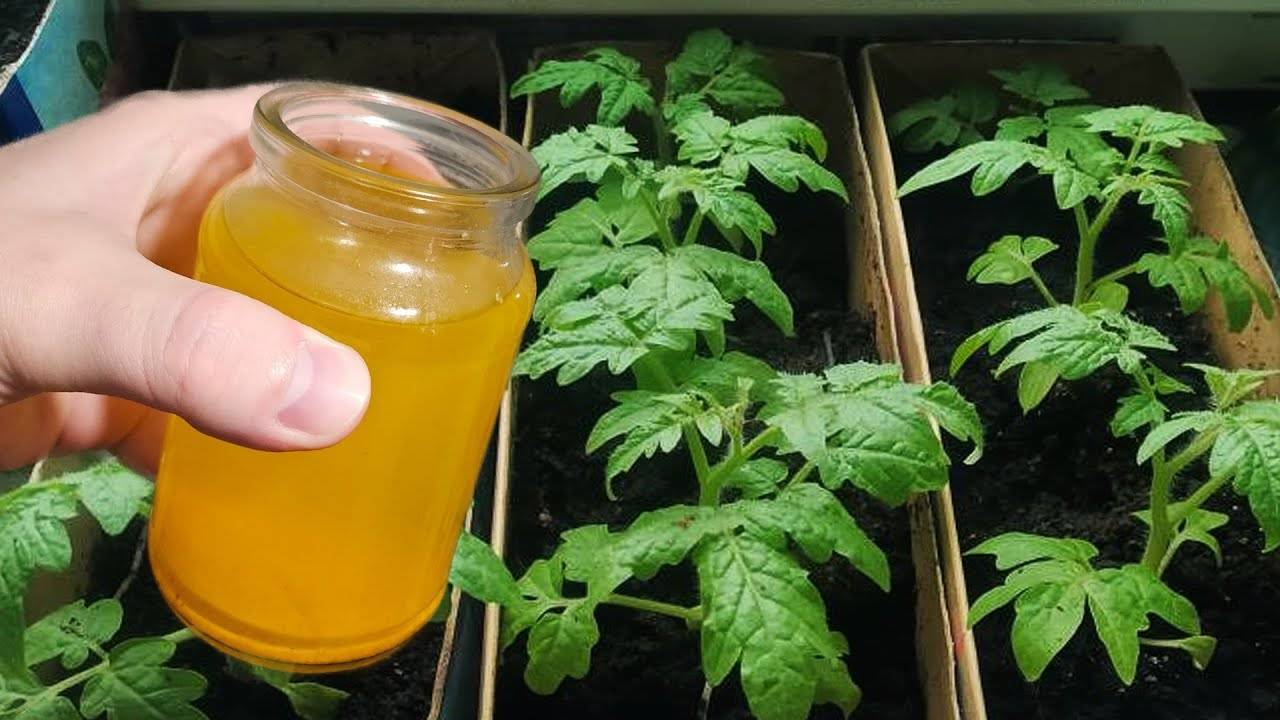 Рассада из хилой в жирненькую за 2 дня. Полила и не ожидала такого эффекта. Лучшая первая подкормка
