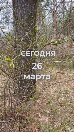 26 марта - насколько уже распустились листочки в Кисловодском парке