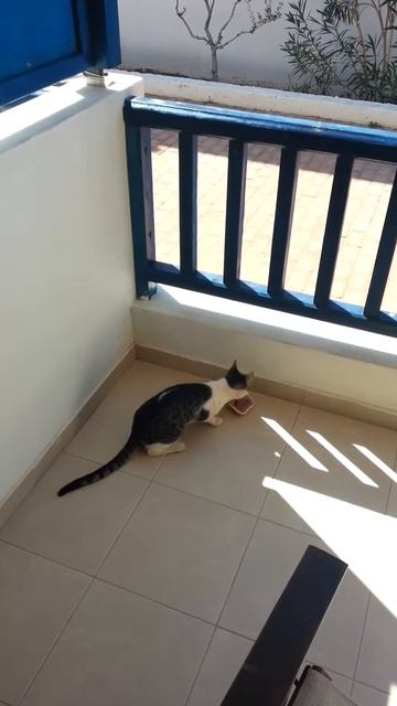 Подкармливает Критских кошек кошачим кормом, весь отель кормил кошек смотреть онлайн