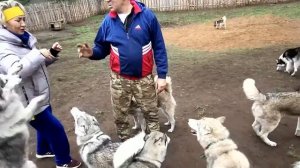 Хаски парк. Бузулукский бор.  19.10.22.  Видео Виктор Поживин