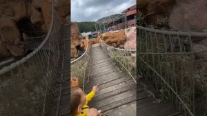 Динозавры в Парке Юрского Периода 🦖