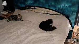 новый член семьи