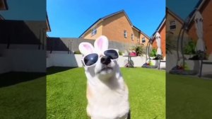 пупи пупи пупи пу