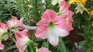 ЛИЛИИ ЦВЕТУТ И РАДУЮТ ВСЕХ ВОКРУГ