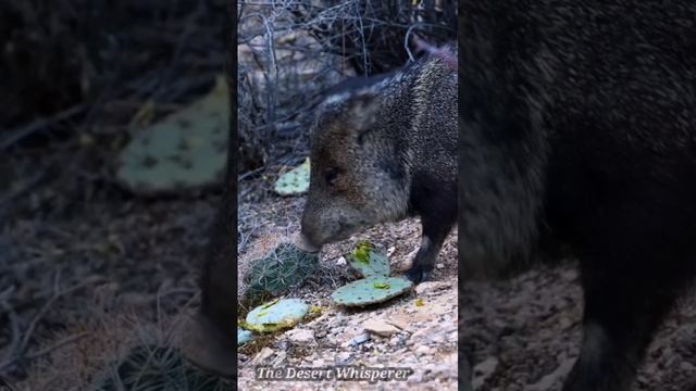 VID-20250326-WA0201