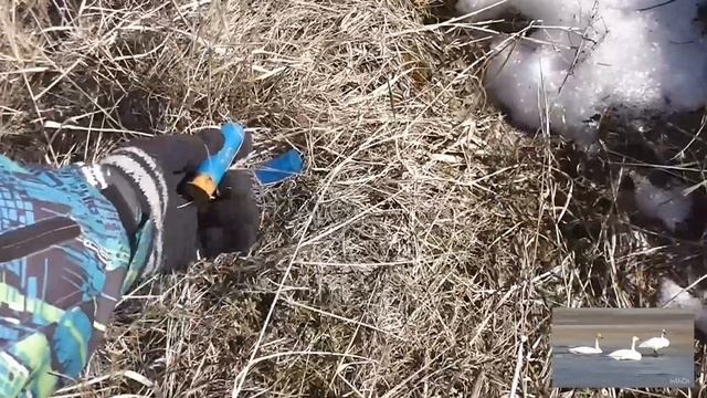 Прилетели #гуси и Белые #лебединоеозеро .15.04.2024 год смотреть онлайн