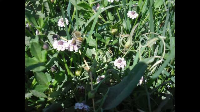 الطبيعة في قرية شبرامنت смотреть онлайн