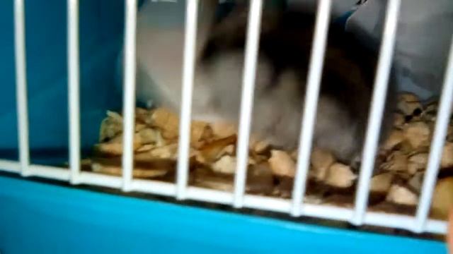 Два хомячка смотреть онлайн