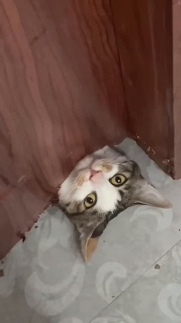 #fypシ #животные #помощь #котенок #кот #shorts смотреть онлайн