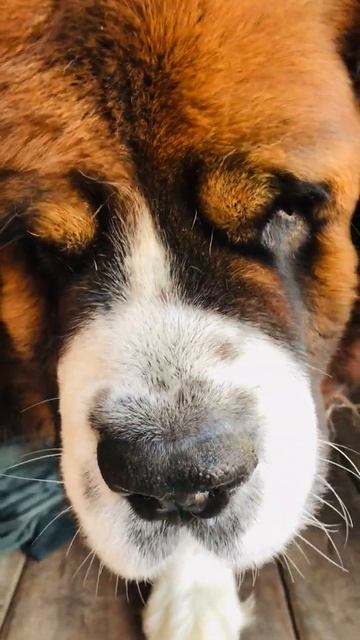 World’s angriest Saint Bernard смотреть онлайн