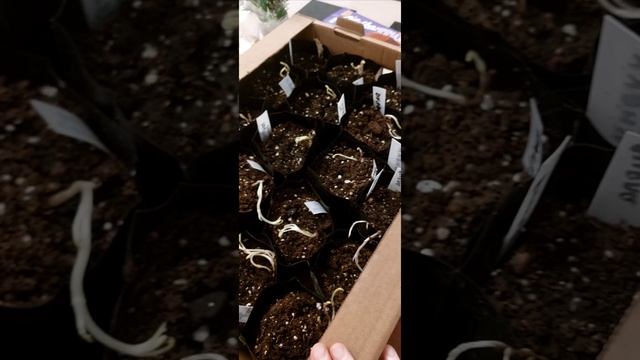 Корни клематисов пришли в марте, 2 что делаю... ГАЛИСАД Череповец