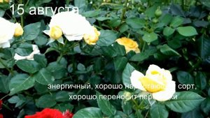 Лимон Помпон