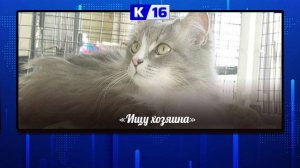 Героями очередного выпуска рубрики «Ищу хозяина» стали Кант, Ганс и Лиза