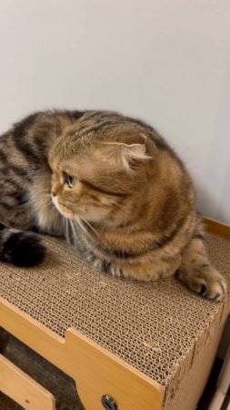 Милая шотландская вислоухая кошка 🐱