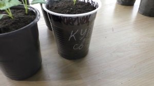 Некоторые семена не взошли