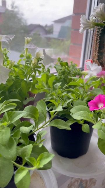 Петунии разных сортов смотреть онлайн