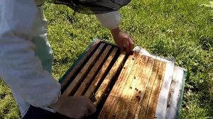 формирование пчелопакетов