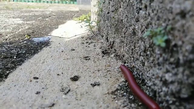 Kaki seribu berjalan