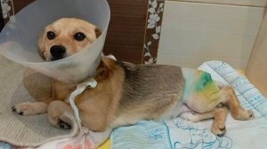 У Яроши дисплазия тазобедренного сустава