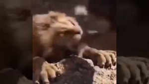 шок лев упал с обрыва