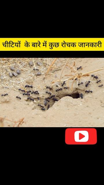 चीटियों के बारे में कुछ रोचक जानकारी #himanshu#hindi #facts #shortvideo #amazingfacts #viral #video смотреть онлайн