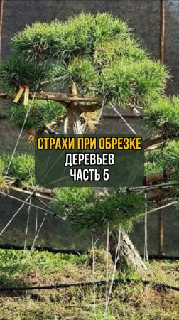 Страхи при обрезке деревьев. Часть 5