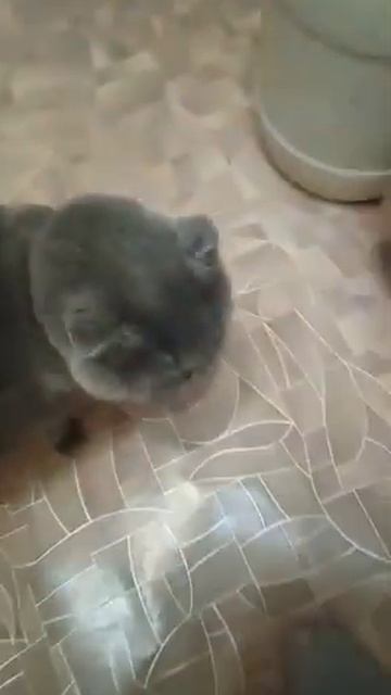 Шотландский вислоухий кот. Мотяня плачет 🐉. #просто_сантехник