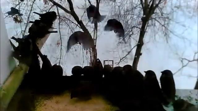 Воробьи орлы смотреть онлайн