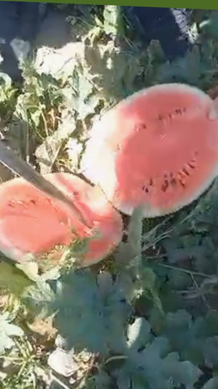 Арбузы оптом из Ирана