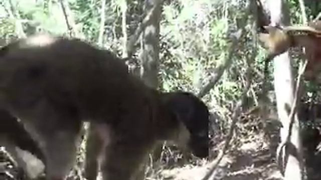 MADAGASCAR Prolemur simus AL PARCO MARINO DI TANIHELY 2 смотреть онлайн