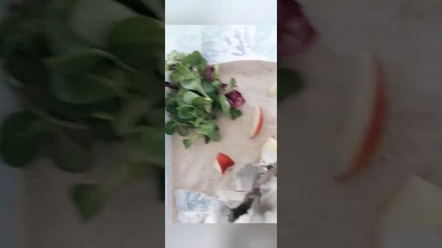 ouverture de colis(fourmis +vers de farine) смотреть онлайн