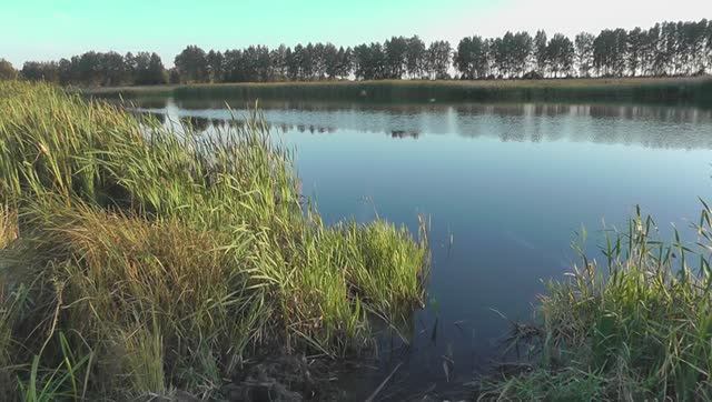 рыб17гриб