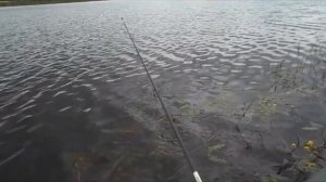 Живец вместо блесны.