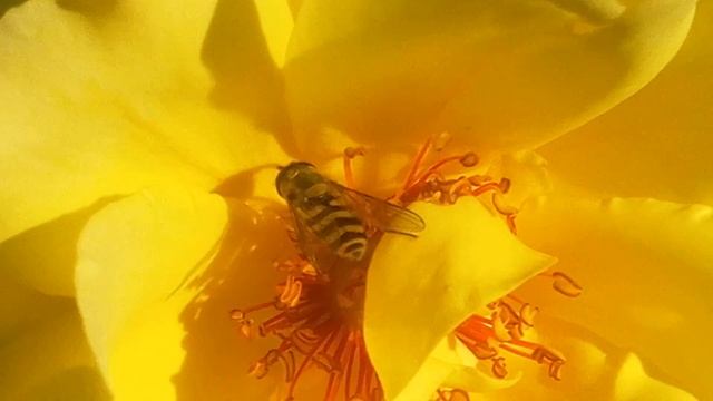 #СтатусГид Строчное объявления в рубрике Статус-гид 800т.С логотипом+оформлением от3000т.8707706183 смотреть онлайн