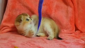 8-903-874-58-21 Шотландские котята от Чемпионов 🐾