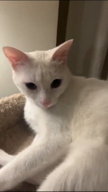 cat flu herpes virus in a cat смотреть онлайн