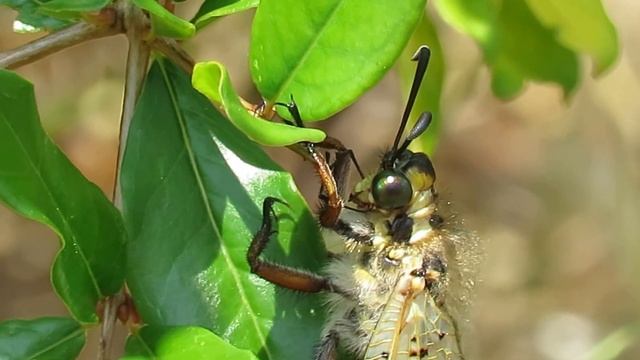 Mediteranski mravlji lav , Palpares libelluloides -- Insects of Croatia смотреть онлайн