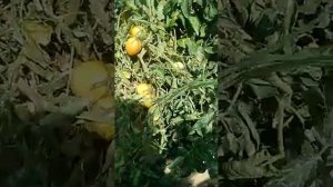 Super Sultan Tomato 🍅