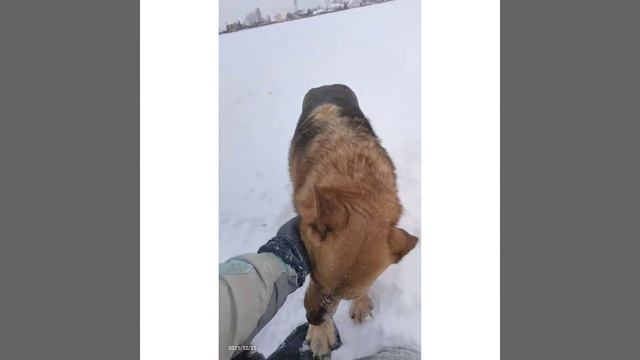 Symiko.ru | Собака Геля ищет дом. Отдаем бесплатно. Собаки в дар в добрые руки. смотреть онлайн