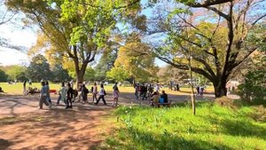 ネモフィラ、チューリップ、菜の花の撮り方！広角レンズで違いを魅せろ！