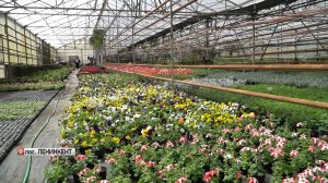 В теплице пос. Ленинкент выращивают цветы для всего Дагестана