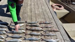 Весенняя рыбалка началась.