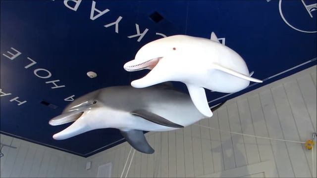 Carolina Snowball the Dolphin & Sonny Boy at Port Royal Sound Foundation Maritime Center