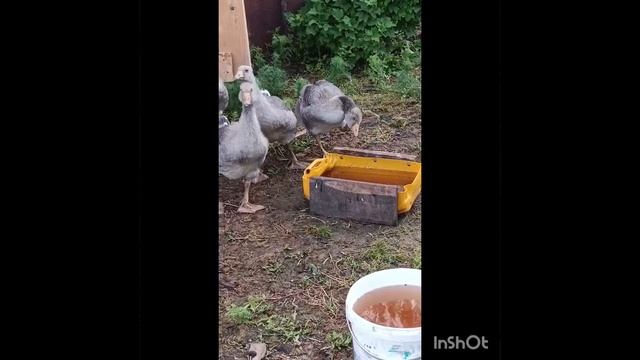 Птичий разговор! смотреть онлайн