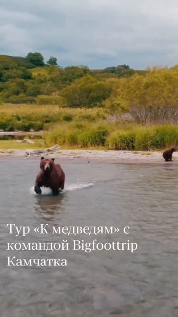 Больше подробностей о наших турах на сайте Bigfoottrip.ru #shorts #камчатка #медведь #нерест смотреть онлайн