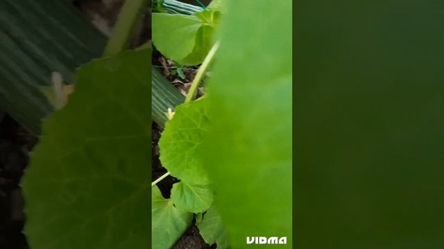 паутинный клещ, огурдыни, Каразела, армянский огурец. смотреть онлайн