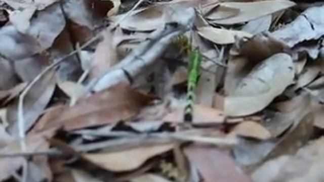 Wasp Munchin' On A Dragonfly смотреть онлайн
