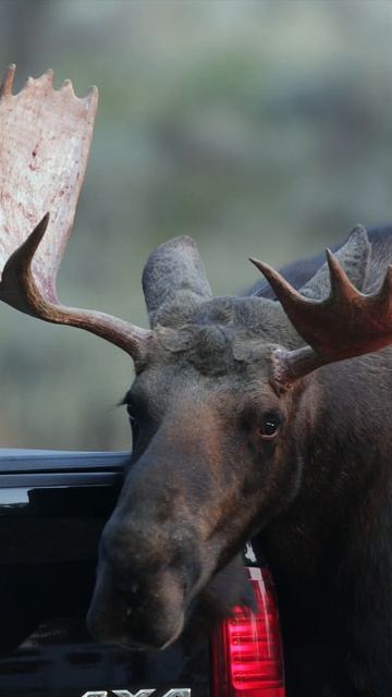 Bull Moose Rut-Wildlife Photography-Jackson Hole/Grand Tetons/Yellowstone #wildlife #funny #shorts смотреть онлайн