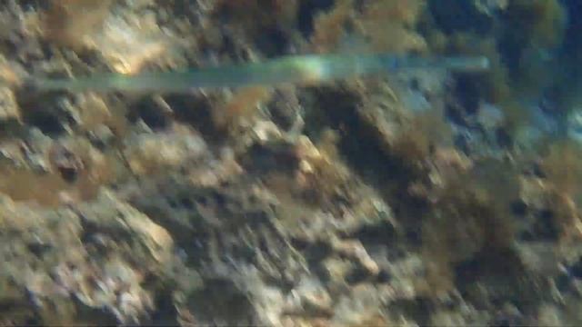 Flötenfisch смотреть онлайн